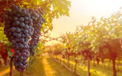 Cooperativas vitivinícolas gaúchas serão objeto de pesquisa da Escoop